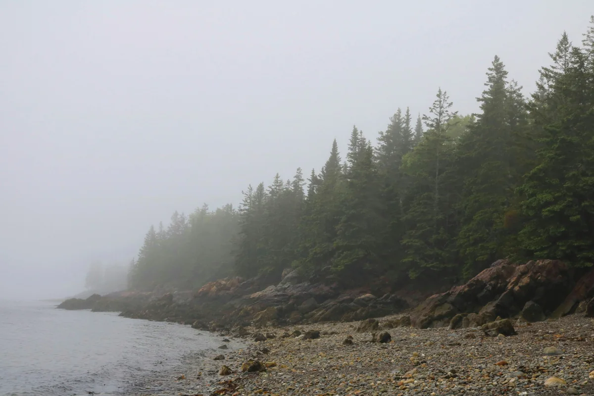 Spruce shoreline in the fog at Owls Head, Maine